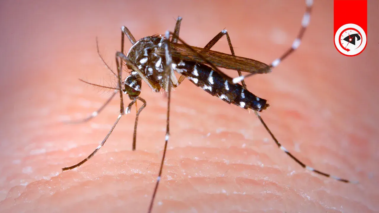 ডেঙ্গুতে একদিনে আরও তিনজনের মৃত্যু, হাসপাতালে ভর্তি ৯১২