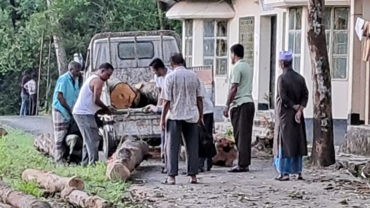 অনুমতি ছাড়াই সিবিএ নেতা কাটলেন ৫ লাখ টাকার গাছ