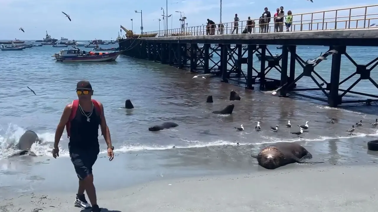 সামুদ্রিক প্রাণীর সঙ্গে মানুষের অন্যরকম সখ্যতা