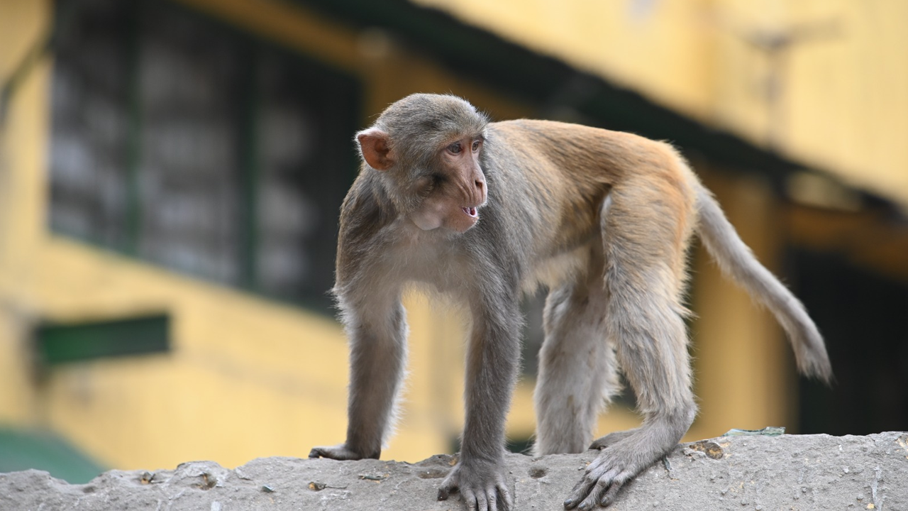 বানর কি বনি ইসরায়েলের বানরে রূপান্তরিত হওয়া মানুষের বংশধর?