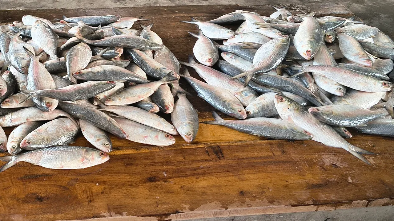 মাছ বাজারে জাটকা ইলিশ। ছবি : কালবেলা