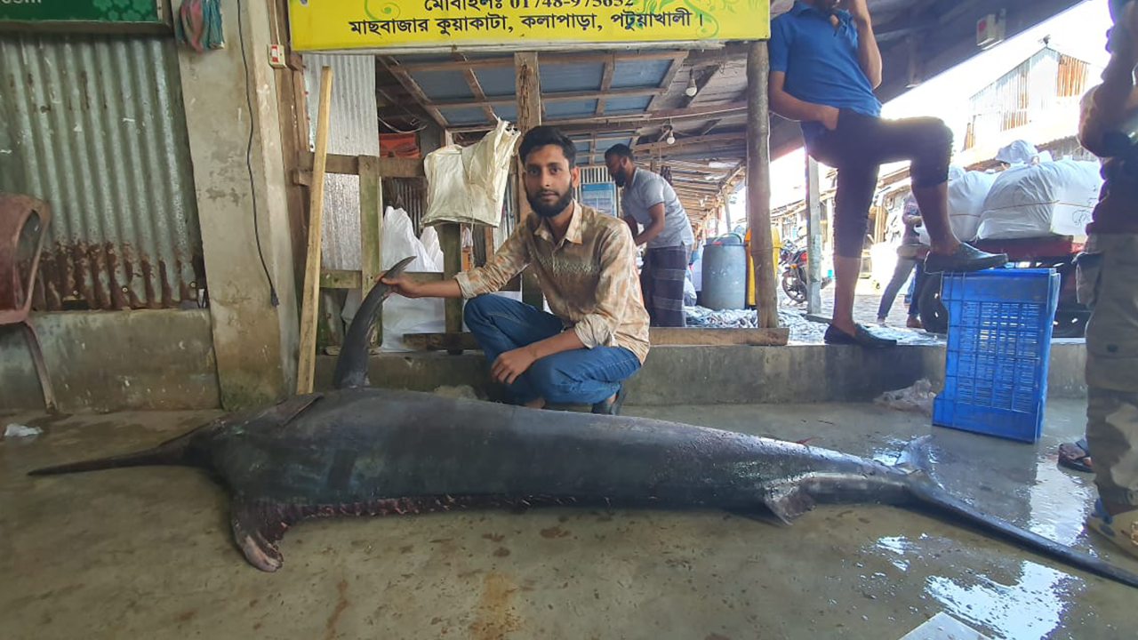 জেলের জালে ধরা পড়ল ২ মণের পাখি মাছ