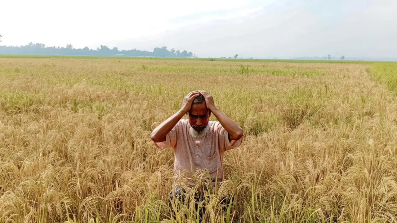 বিষে ধান পুড়ে চিটা হযওয়ায় কৃষকের মাথায় হাত। ছবি : কালবেলা
