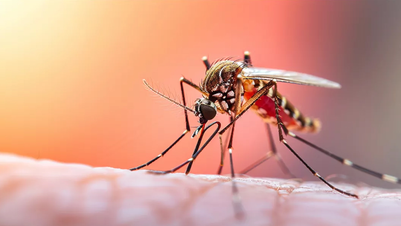 ডেঙ্গু আক্রান্ত হয়ে ৬ জনের মৃত্যু