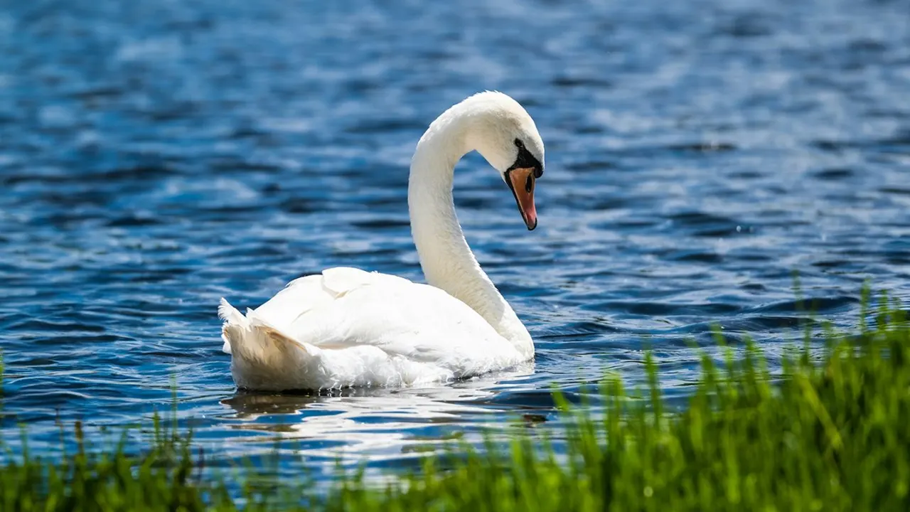 টাকার সঙ্গে ঘুষ নিলেন হাঁস