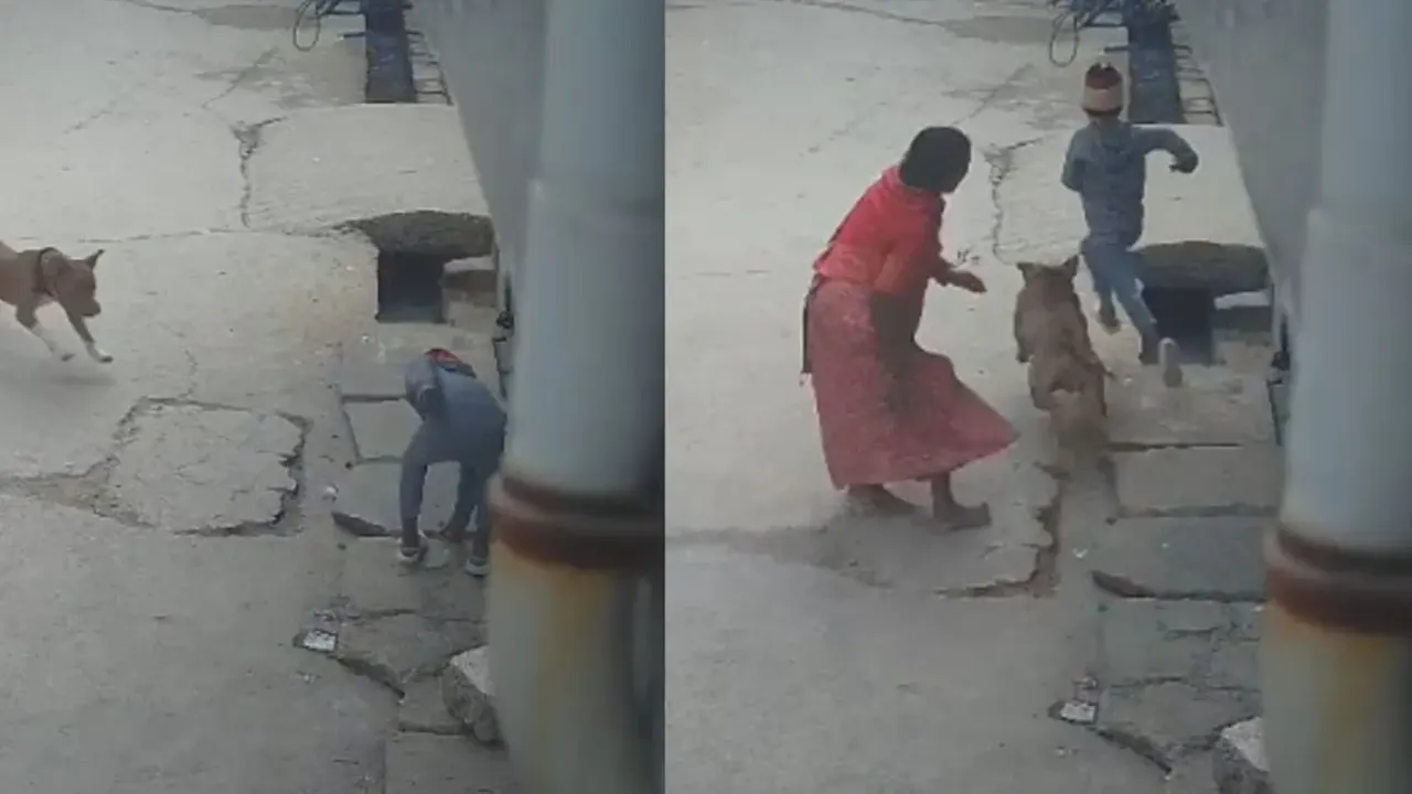 কুকুর কামড়ে কান ছিঁড়ে নিল শিশুর, মালিক গ্রেপ্তার