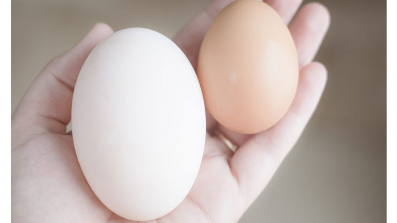 হাঁস নাকি মুরগির ডিম বেশি উপকারী? যা বলছেন পুষ্টিবিদ 