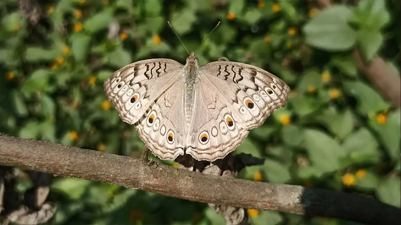 চোখজুড়ানো অসাধারণ সুন্দর প্রজাপতি চাঁদনরি