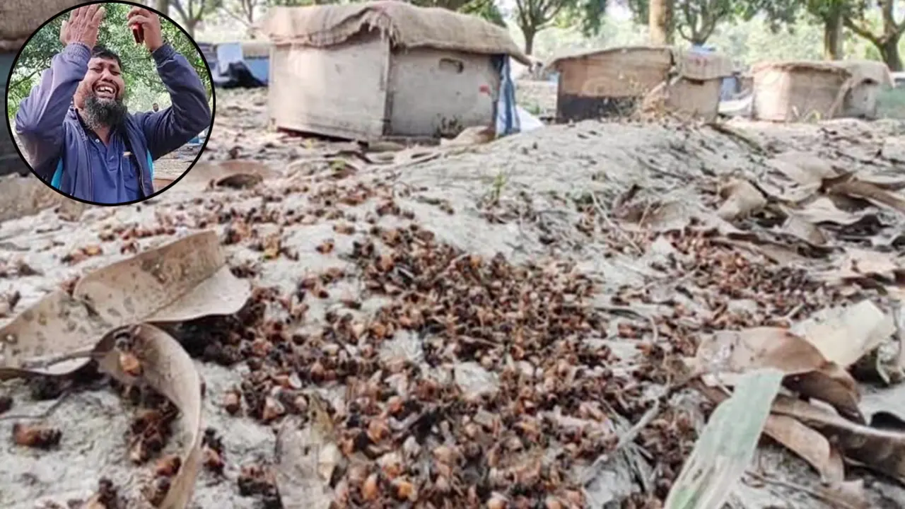 বিষ দিয়ে ২০০ বক্স মৌমাছি হত্যা, দিশেহারা মৌচাষি
