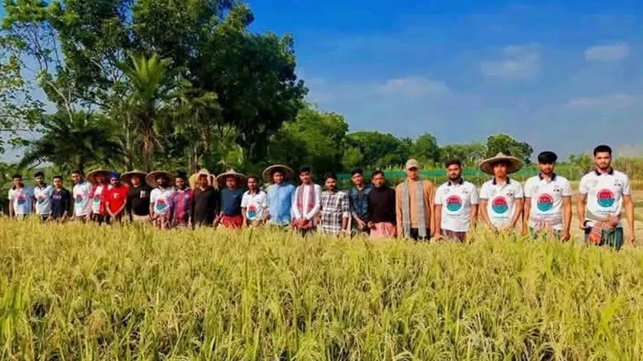 ধানক্ষেতে দাঁড়িয়ে ঝিনাইদহ কালীগঞ্জ ছাত্রদলের নেতাকর্মীরা। ছবি : কালবেলা