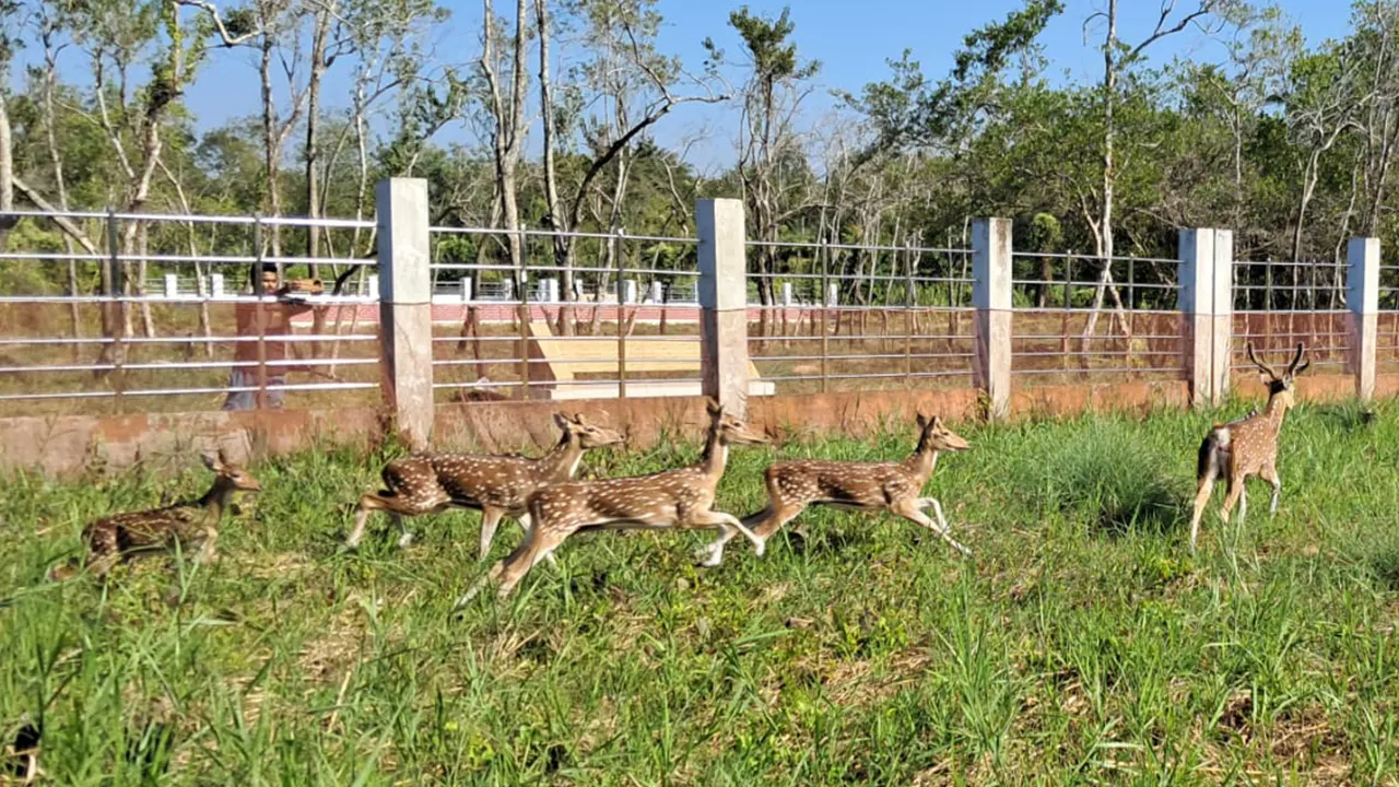 সুন্দরবনের আলীবান্দা ইকো-ট্যুরিজম কেন্দ্রে বেষ্টনীতে ৫টি মায়াবী চিত্রল হরিণ অবমুক্ত। ছবি : কালবেলা