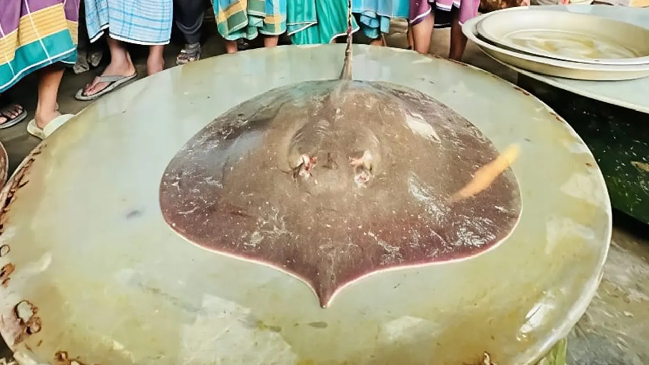 ফরিদপুরের চরভদ্রাসনে জেলের জালে ধরা পড়েছে ৭ কেজি ওজনের একটি বিরল শাপলাপাতা মাছ। ছবি : কালবেলা