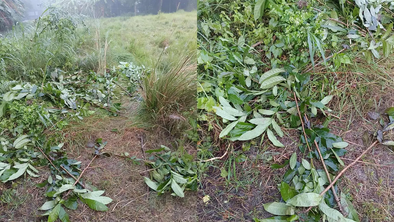 কালকিনিতে রাতের আঁধারে অর্ধশতাধিক বনজ গাছ কেটে ফেলার অভিযোগ উঠেছে। ছবি : কালবেলা