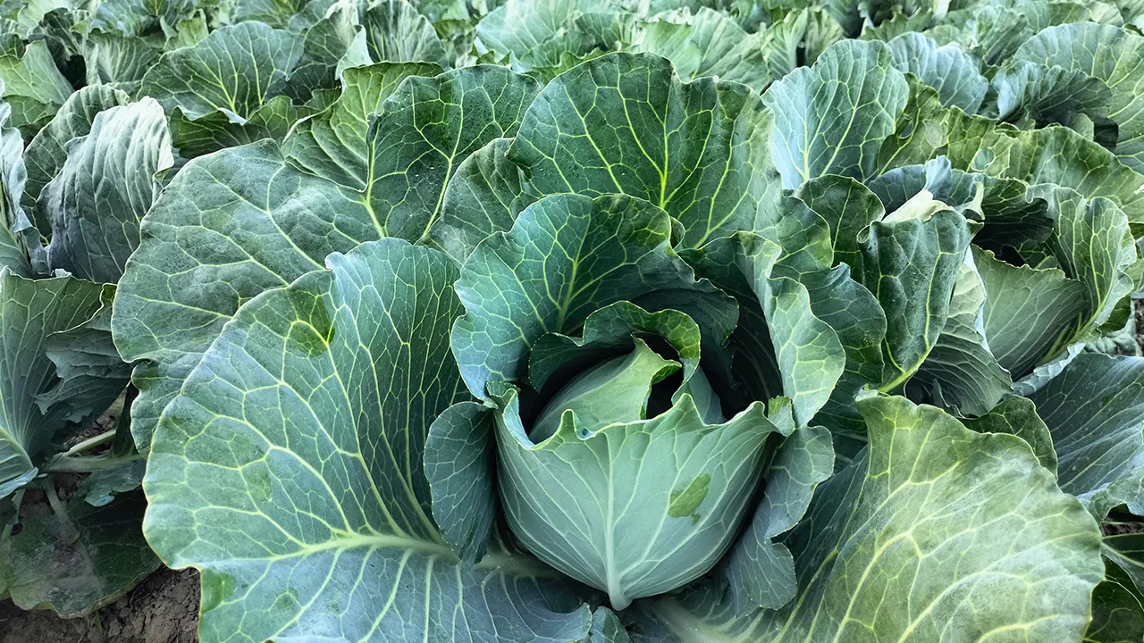 খাগড়াছড়ির মাটিরাঙ্গায় মাঠজুড়ে সবুজে মোড়া বাঁধাকপি। ছবি : কালবেলা