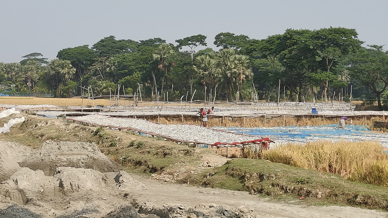 শুঁটকি উৎপাদন। ছবি : কালবেলা