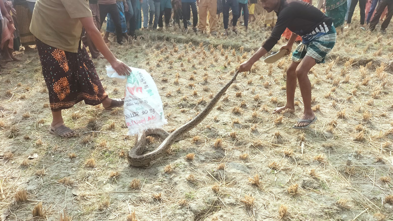 অজগর সাপ উদ্ধার। ছবি : কালবেলা