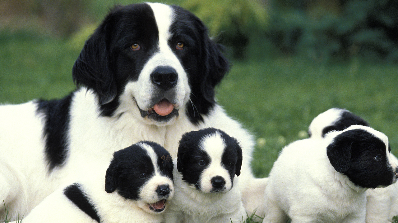 প্রাণী হত্যা, যা বলছে ইসলাম