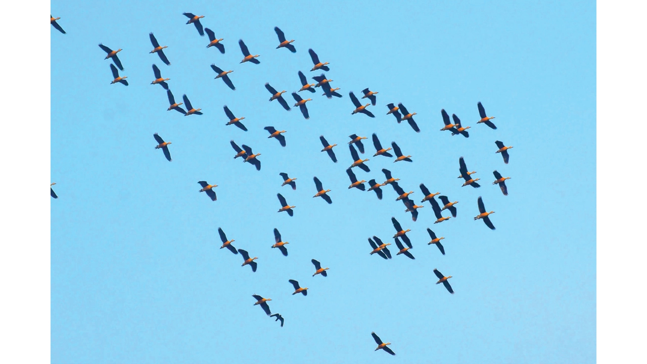 ইসলামে অতিথি পাখিদের অধিকার