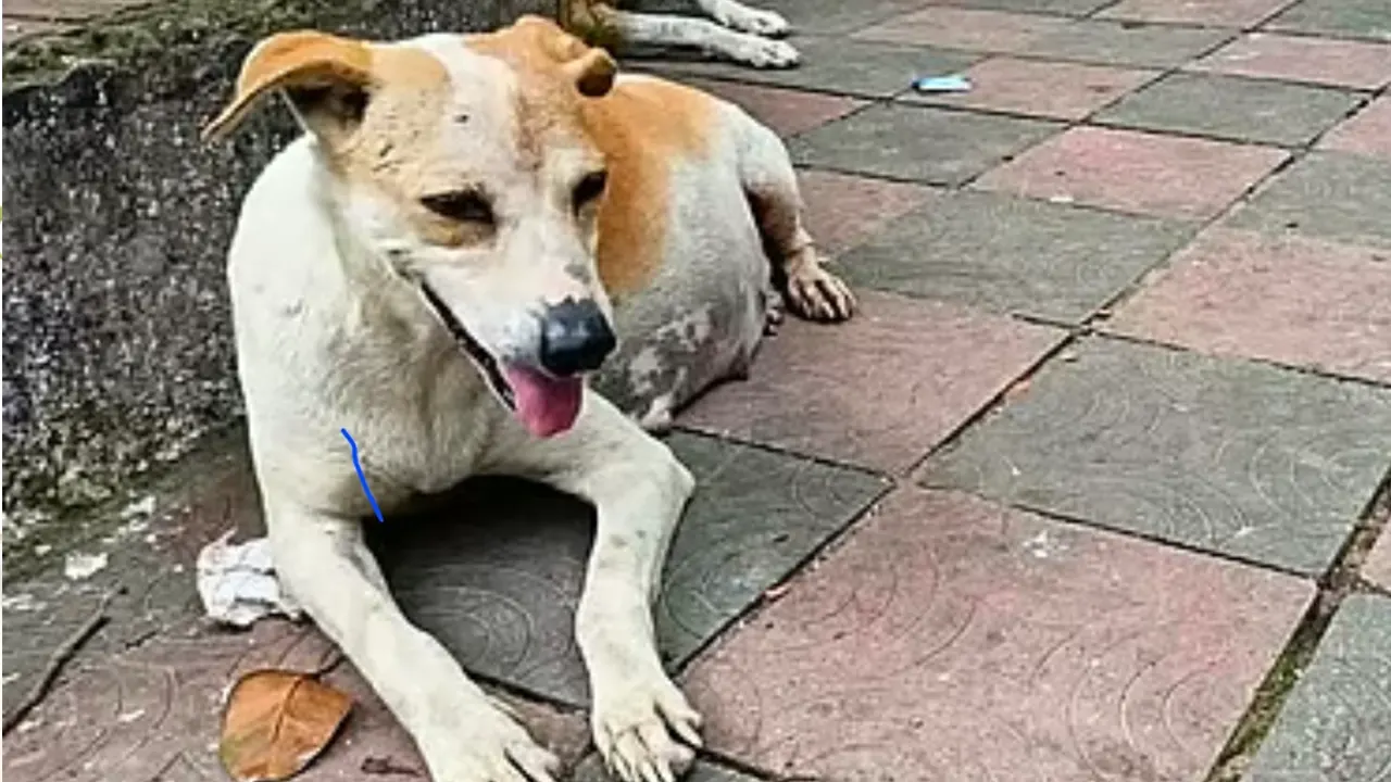 গাড়ি চাপায় অন্তঃসত্ত্বা কুকুরের মৃত্যুর ঘটনায় মামলা