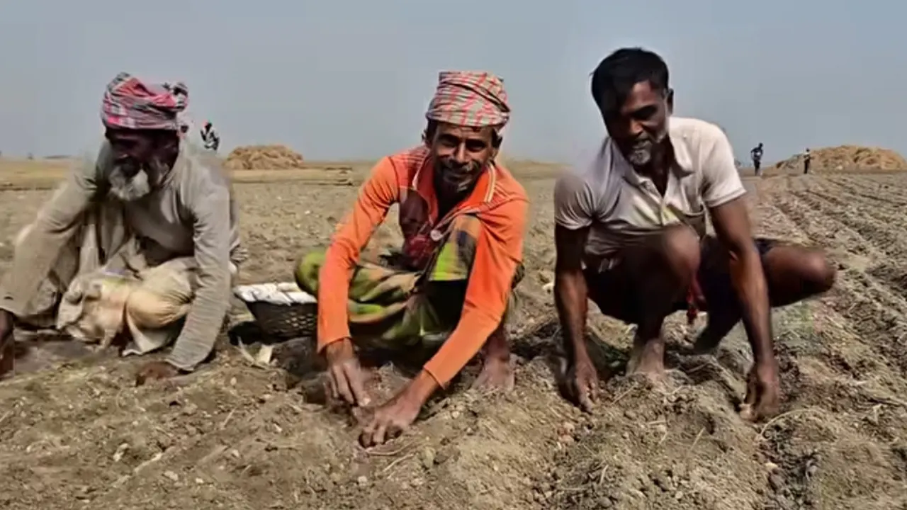 আগাম আলু চাষে ব্যস্ত কৃষকরা। ছবি : কালবেলা
