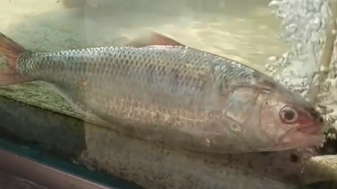 জীবিত ইলিশ দেখতে পর্যটকদের ভিড়