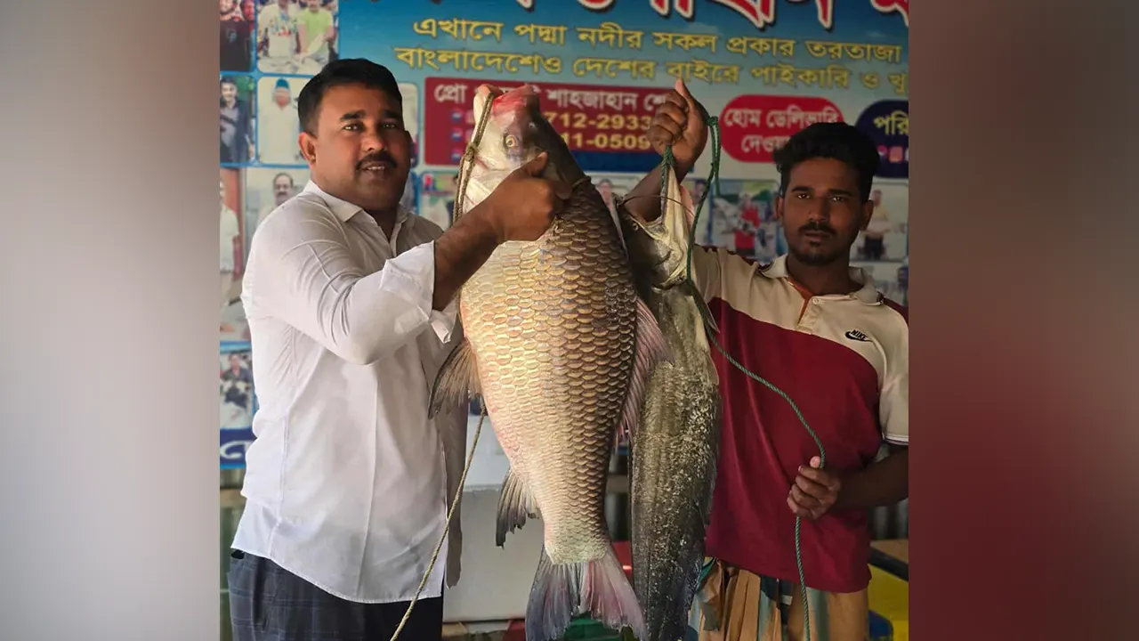 ১৮ কেজি ওজনের কাতল মাছ। ছবি : কালবেলা