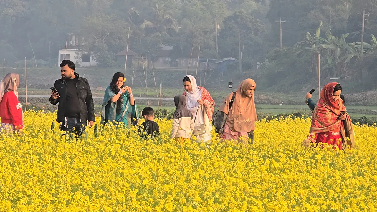 সরিষা ফুলের সৌন্দর্য উপভোগ করতে দর্শনার্থীদের ভিড়। ছবি : কালবেলা