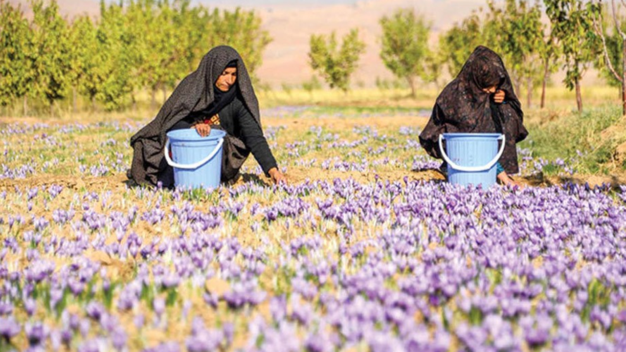 আবারও বিশ্বসেরা আফগানিস্তানের জাফরান