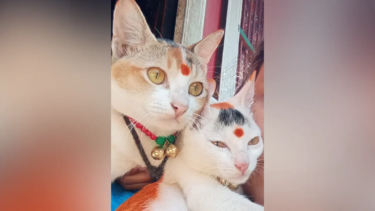 দায়ের আঘাতে আহত বিড়াল, থানায় অভিযোগ