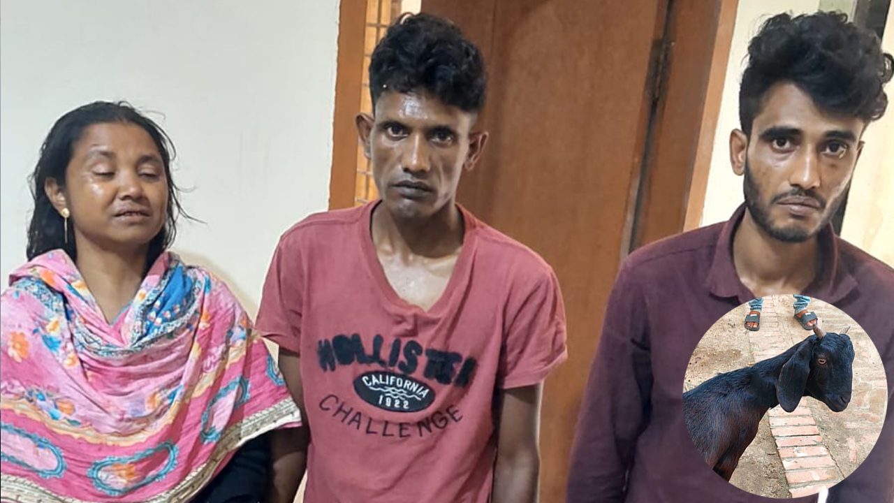 ছাগল চুরি করে পালানোর সময় স্বামী-স্ত্রীসহ ধরা পড়ল তিনজন