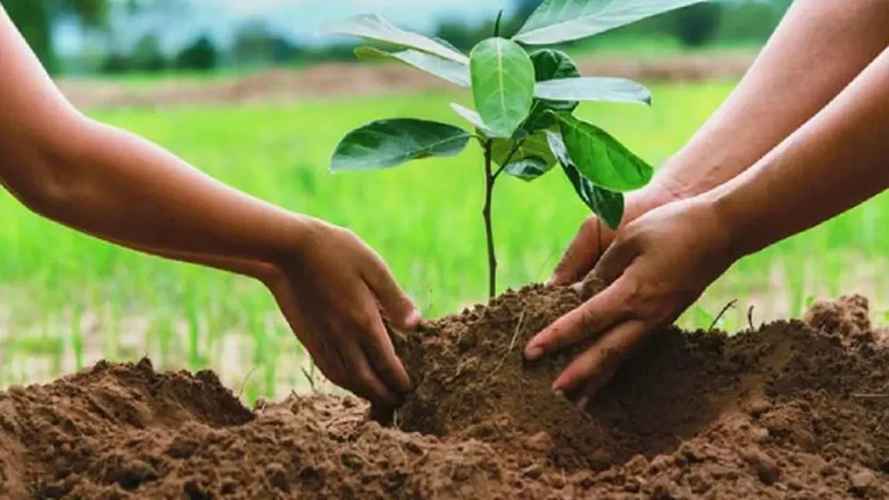 গাছ রোপণ। ছবি : সংগৃহীত