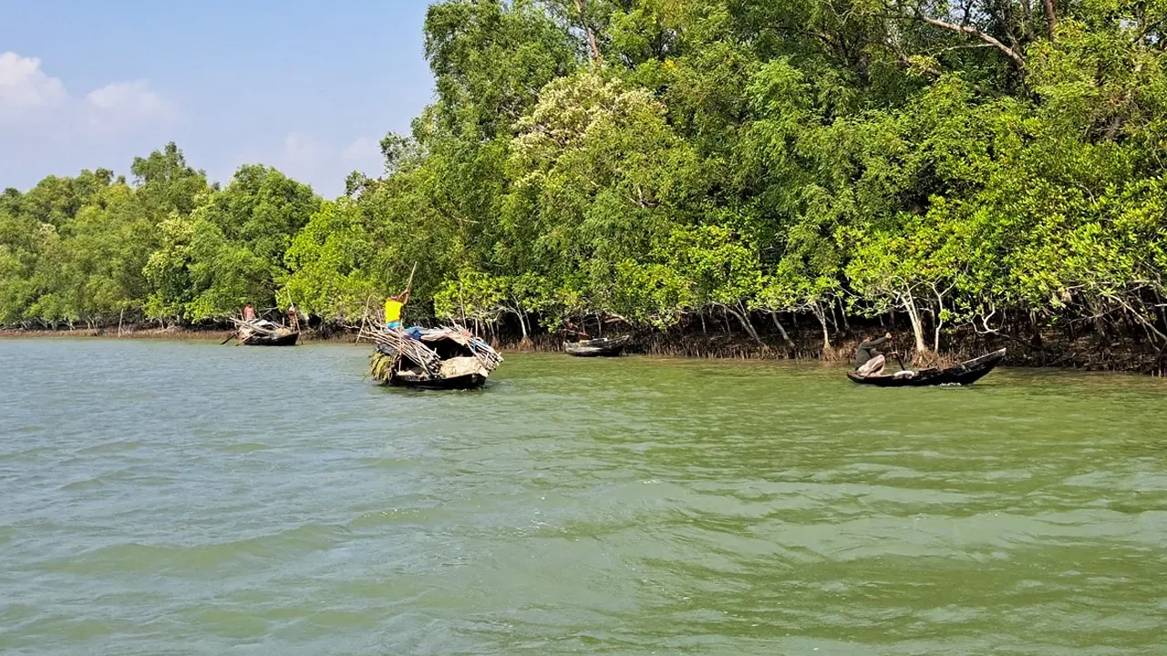 সুন্দরবন। পুরোনো ছবি