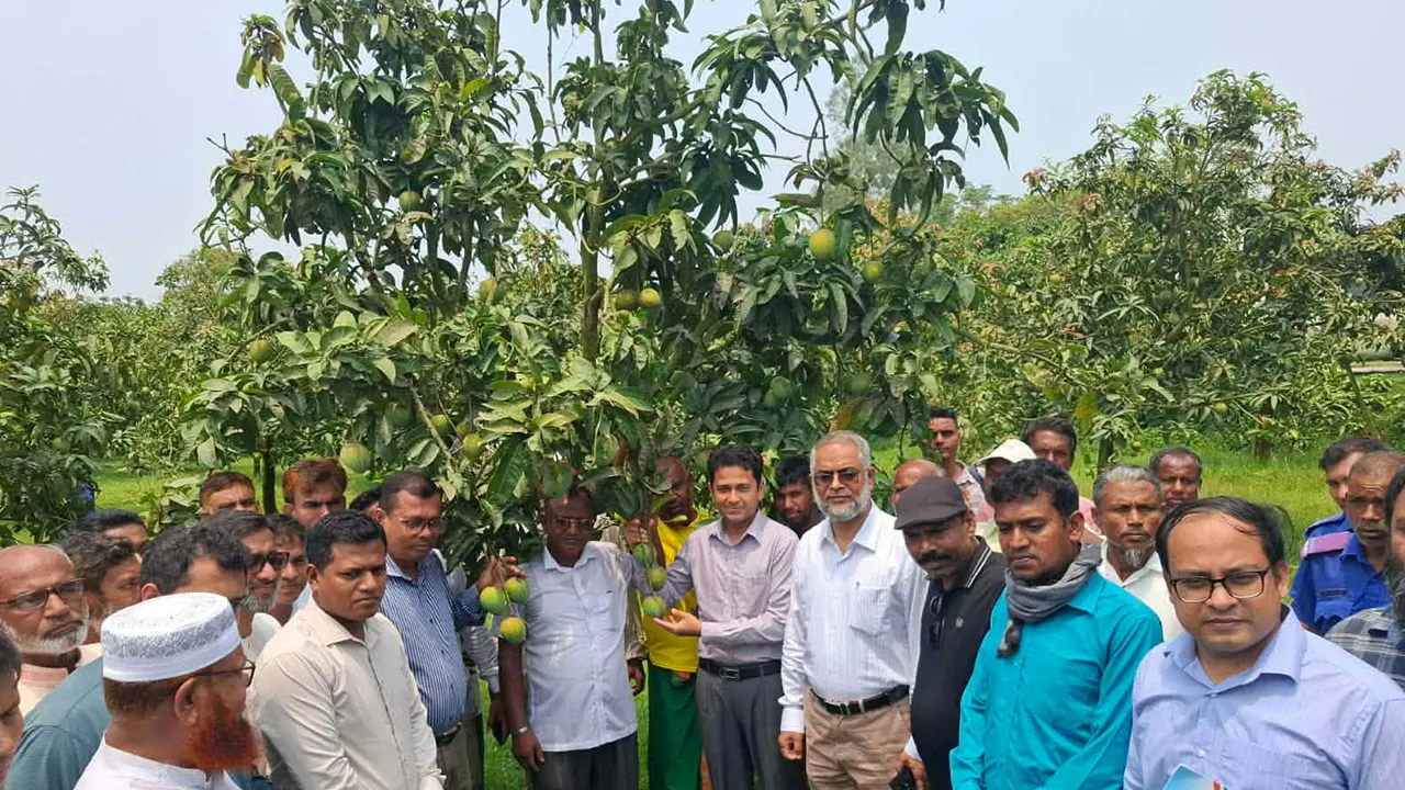 আম সংগ্রহ শুরু। ছবি : কালবেলা