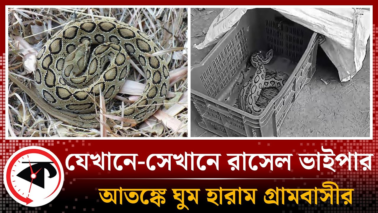 বিষধর রাসেল ভাইপার আতঙ্কে ঘুম হারাম গ্রামবাসীর