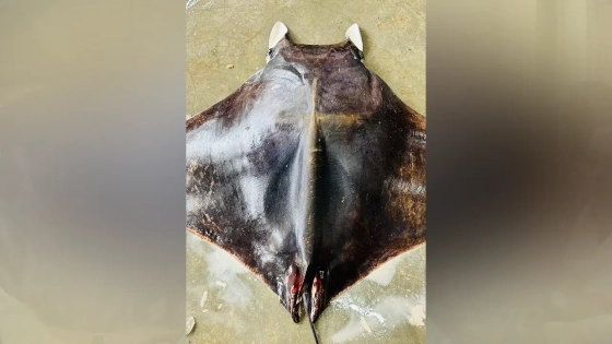 ধরা পড়েছে বিরল প্রজাতির বাদুড় মাছ। ছবি : কালবেলা