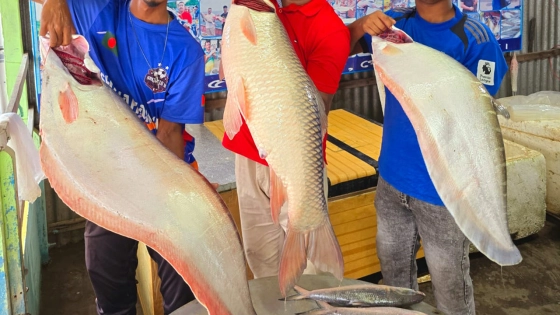 পদ্মায় ধরা পড়া রুই ও চিতল। ছবি : কালবেলা