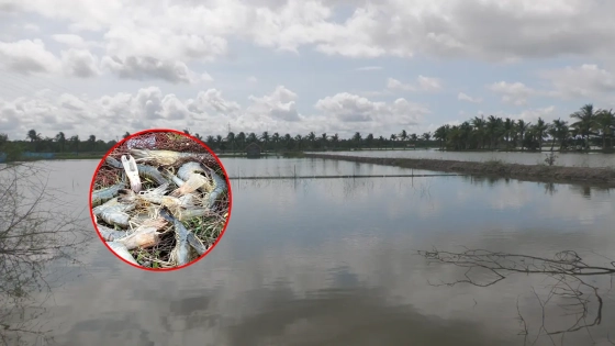 বাগেরহাটে প্রান্তিক চাষির ঘের একের পর এক খালি হয়ে যাচ্ছে। ইনসেটে মারা যাওয়া বাগদা চিংড়ি। ছবি : কালবেলা
