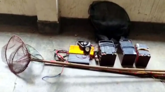 নীলফামারীর ডিমলায় অসাধু একটি চক্র ইনভার্টারের মাধ্যমে ইলেকট্রিক শক দিয়ে মাছ শিকার করছে। ছবি : কালবেলা