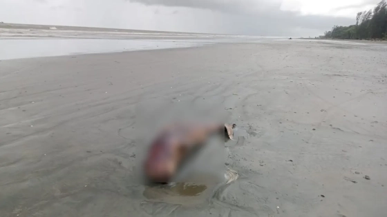পটুয়াখালীর কুয়াকাটা সমুদ্রসৈকতে ভেসে এলো মৃত ডলফিন। ছবি : কালবেলা