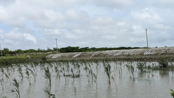 বরইতলা নদীর গাববাড়িয়া পয়েন্টে অপরিকল্পিত বাঁধ নির্মাণের কারণে নদীটি এখন মৃত্যু যন্ত্রণায় কাতর। ছবি : কালবেলা