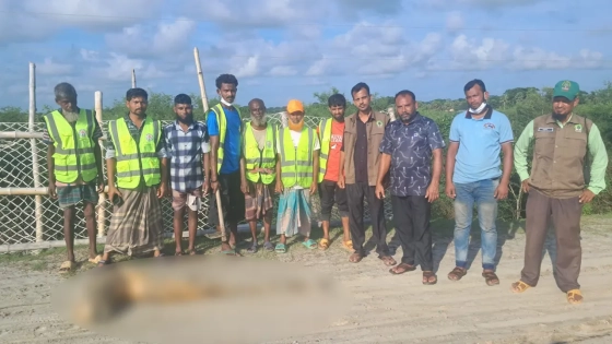 মৃত ইরাবতী ডলফিনটিকে মাটি চাপা দিতে এগিয়ে আসে স্বেচ্ছাসেবীরা। ছবি : কালবেলা