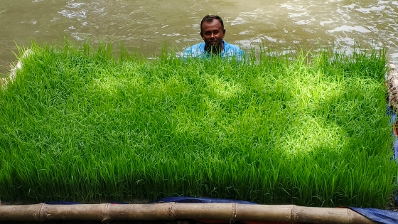 ভাসমান বীজতলা তৈরিতে সফল খুলনার রোকেয়া |