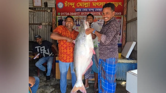 ৬৭ হাজারে বিক্রি হলো পদ্মার পাঙাশ |