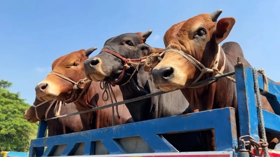 ঢাকা-চট্টগ্রাম মহাসড়কে ১৯ গরু ও ২ লাখ টাকা লুট |