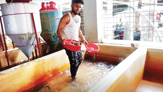 উৎপাদন বাড়ার পরও সংকট  কাটছে না মাছচাষিদের |