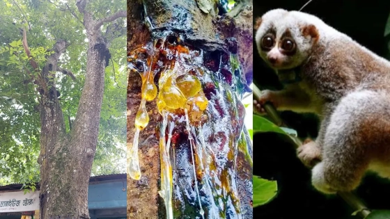 জিগার গাছ, আঠা ও লজ্জাবতী বানর। ছবি : কালবেলা