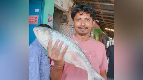 পটুয়াখালীর মহিপুর মনোয়ারা মৎস্য আড়তে ইলিশ মাছটি বিক্রি হয়। ছবি : কালবেলা
