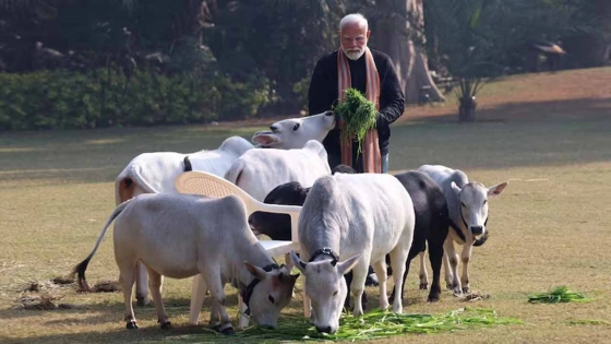 গরুর মাংস রপ্তানিতে ভারতের রেকর্ড