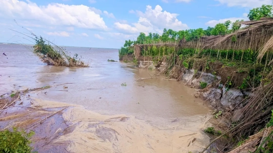 ভেড়ামারার উপজেলার বাহাদুরপুরের মাধবপুর এলাকায় নদীভাঙনের চিত্র। ছবি : কালবেলা