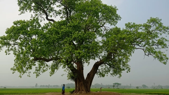 ঐতিহ্যবাহী ইচাইল বিলে দাঁড়িয়ে থাকা বটগাছটি বহন করছে কালের সাক্ষী। ছবি : কালবেলা